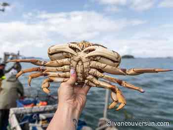 False Creek Crab Fest shines spotlight on B.C.’s Dungeness fishery at a trying time
