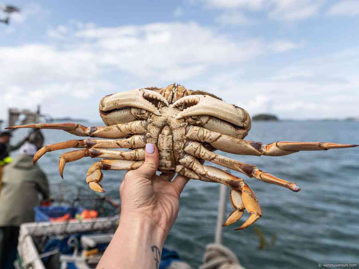 False Creek Crab Fest shines spotlight on B.C.’s Dungeness fishery at a trying time