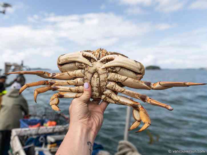 False Creek Crab Fest shines spotlight on B.C.’s Dungeness fishery at a trying time
