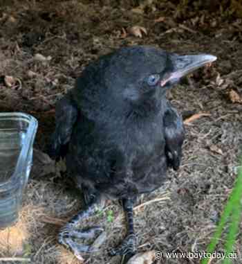 North Bay Police rescue a baby crow named Eli