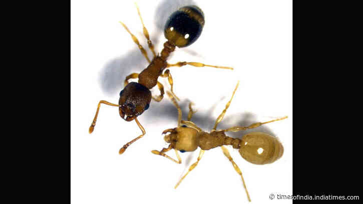 A tapeworm infects ants and makes them live several times longer by turning their bodies into...