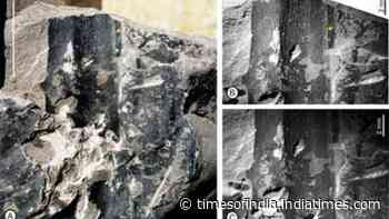 24-million-year-old Kevda fossil leaves discovered in Assam reveal ancient tropical forests of India