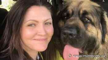 Family pooch dies after unlicenced dog boarder leaves him unattended on hot day