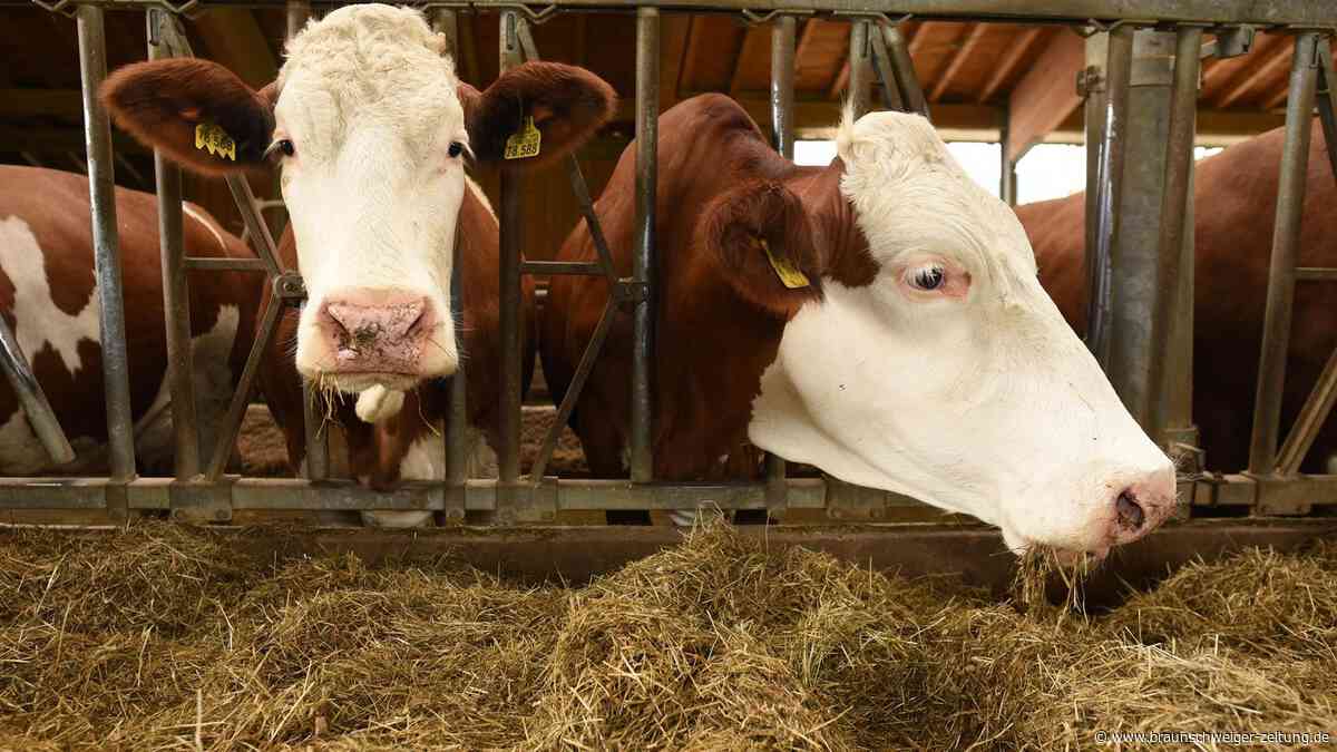 Blauzungenkrankheit im Kreis Göttingen: So geht es Landwirten in der Region Herzberg