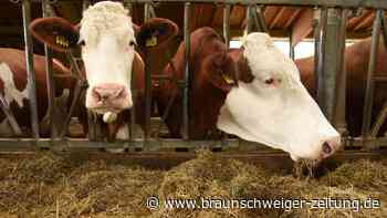 Blauzungenkrankheit im Kreis Göttingen: So geht es Landwirten in der Region Herzberg