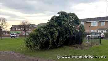 Second man charged with criminal damage for felling of County Durham Christmas tree avoids jail