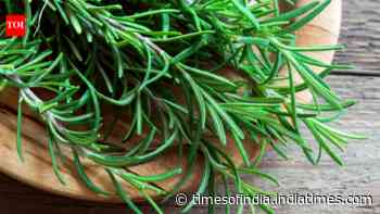 Why rosemary dies in many Indian homes, and the simple changes that can help this fragrant herb flourish instead