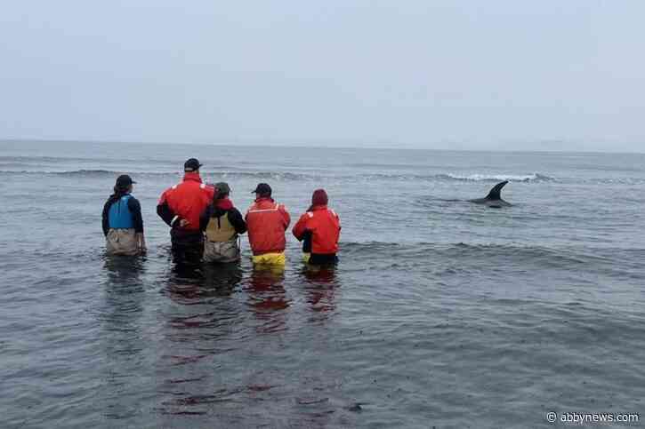 Stranded orca swims free after Salish Sea beaching southeast of B.C capital