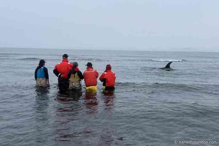 Stranded orca swims free after Salish Sea beaching southeast of B.C capital