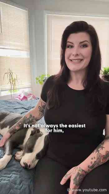 Blind Pittie Plays Hide-And-Seek With His Parents Every Day | The Dodo