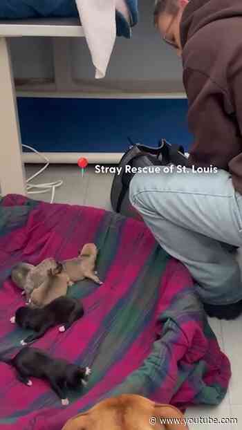 Protective Pittie Mom Chose To Trust The Right Person | The Dodo