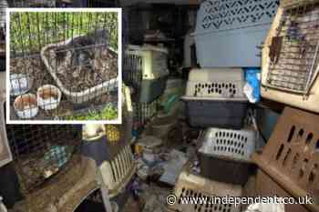 80 cats found in Florida home of mail carrier who collected strays along her route