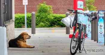 Rocky Mount rallies behind dog after owner's death