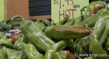 Chile Harvest Underway: How the season is going so far in New Mexico