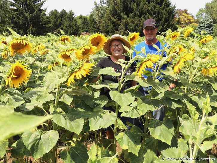 Take photos with sunflowers while helping local Alzheimer Society