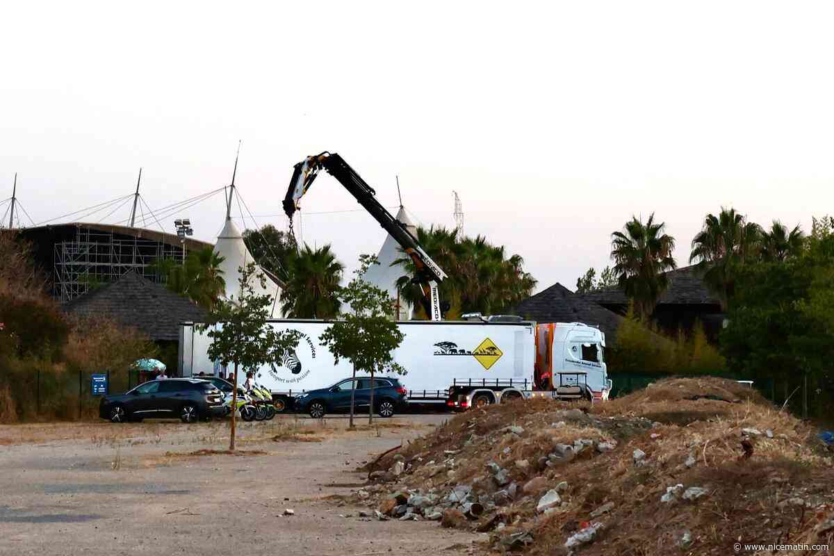 « C’est un deuil » : le transfert des dauphins de Marineland vers l’Espagne a débuté ce mercredi soir, colère des associations