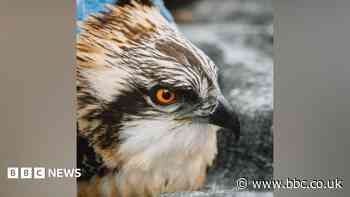Record number of osprey chicks for nature reserve