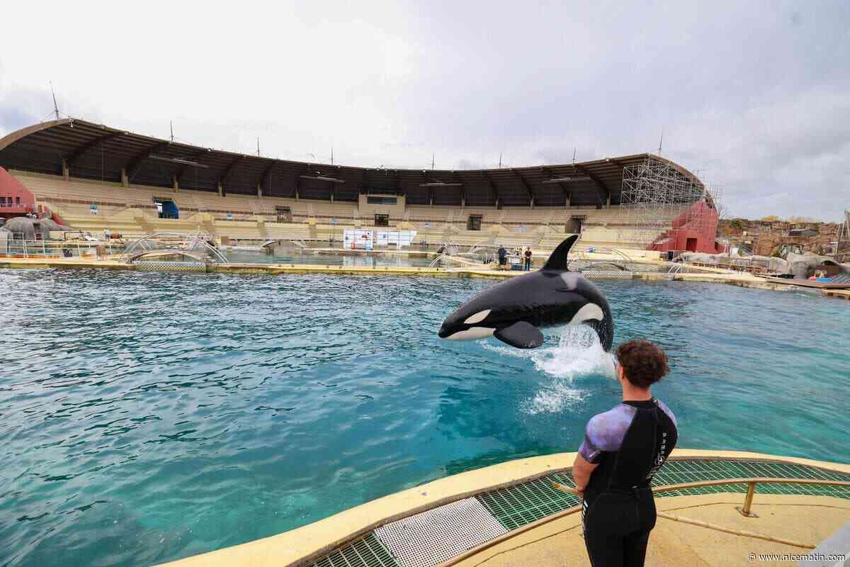 Départ des dauphins de Marineland : polémiques, transfert… On vous raconte ces cinq dernières années pour le parc antibois