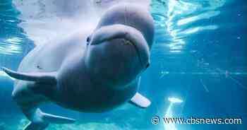First beluga whales from Marineland arrive in Texas as rescue gets underway