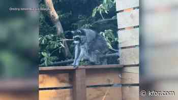 Who is Jimothy, the short-spined raccoon taking over social media (and maybe your TV)