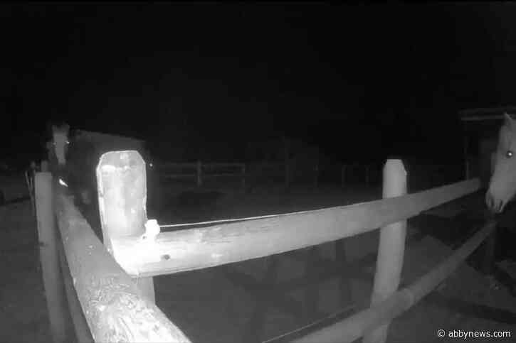 Horse bestiality case heading to Vernon trial in spring 2027