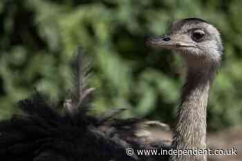 Pet emu chased down Pennsylvania street before being mauled to death by neighbor’s pitbulls