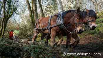 CHRISTOPHER STEVENS' five-star review of Our Lives: Workhorse - 'Shire horses were once crucial - how tragic they're now rarer than pandas'