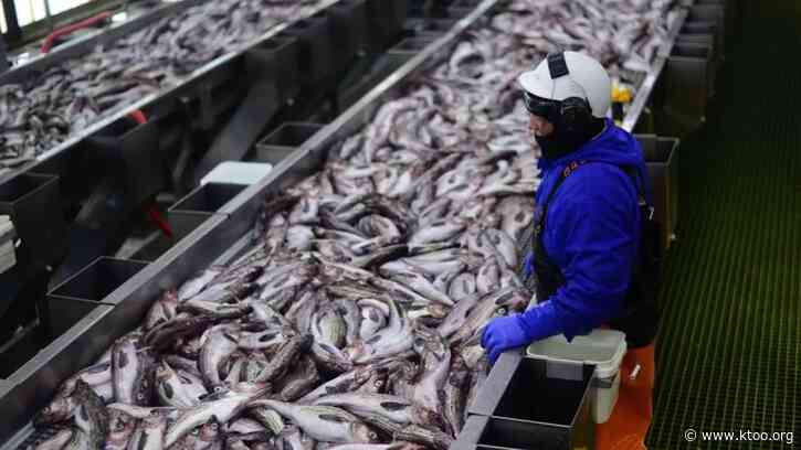 Bycatch: What to know about the fish issue taking the spotlight in Alaska’s U.S. Senate race