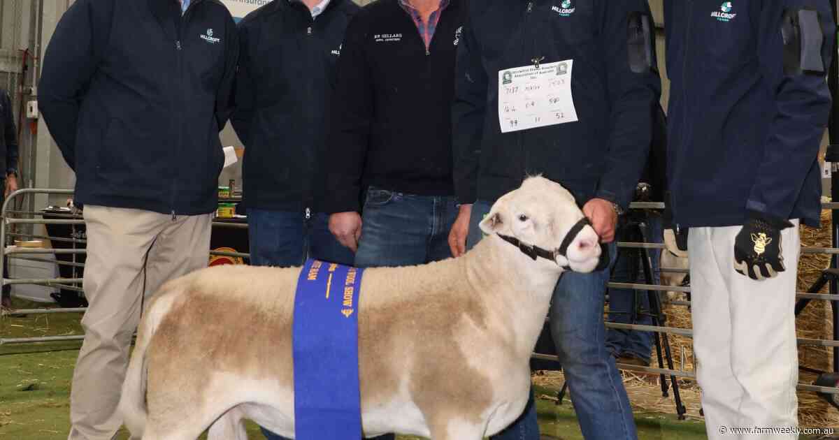 Upstanding twin-born late-May 2025 drop ram impresses annual show judges
