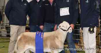 Upstanding twin-born late-May 2025 drop ram impresses annual show judges
