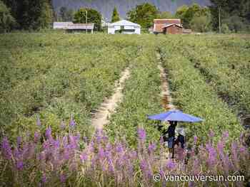 More needed to ensure worker safety during B.C. heat warnings: Critics