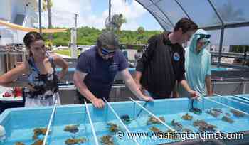 Florida researchers bring endangered elkhorn coral ashore to protect them
