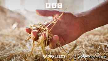 Why is it raining hay in Leeds?​​