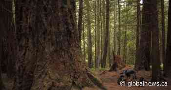 Should trees have rights? A B.C. municipality debated the idea