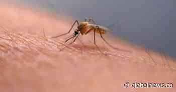 West Nile virus is showing up across Ontario. What to know about the risk