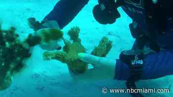 Mission underway to rescue Florida elkhorn coral from warming ocean