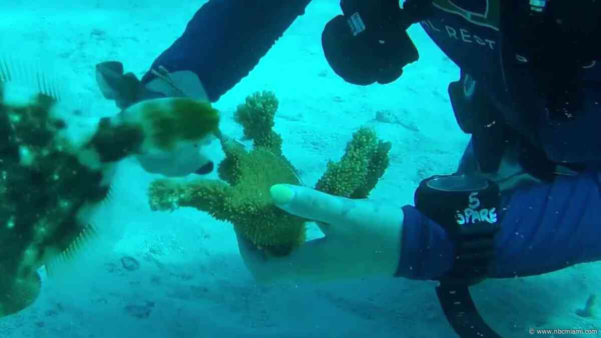 Mission underway to rescue Florida elkhorn coral from warming ocean