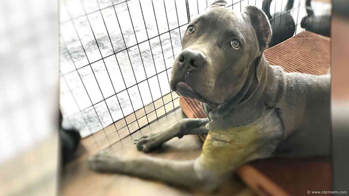 South Florida veterinarian operated on dog's wrong leg, lawsuit says