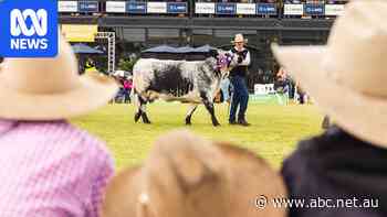 Tourism body criticises 'disgusting price gouging' for beef expo beds