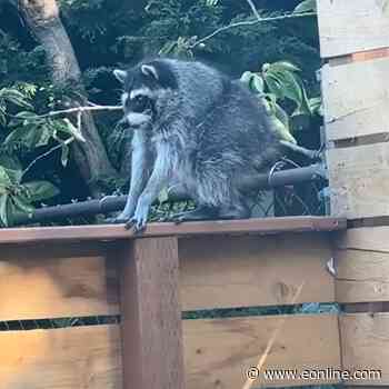 Who Is Jimothy? Meet the Viral Raccoon Stealing Hearts, Not Trash