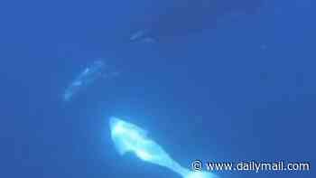 Living up to their 'killer' reputation: Orcas are filmed ramming into one of the world's heaviest fish so hard it EXPLODES