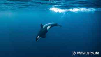 Forscher rätseln über Gründe: Orcas rammen Riesenfisch - bis er "explodiert" 