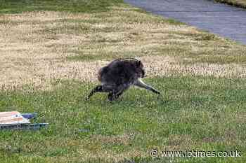 Jimothy's Millions of Fans Given Warning After Viral Raccoon's Fame Sparks Health Concerns