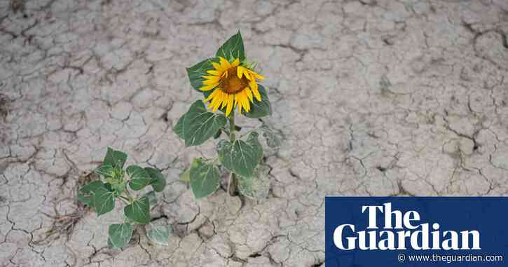 Climate crisis-driven heat ‘sucking soils dry’ as extreme drought hits Europe