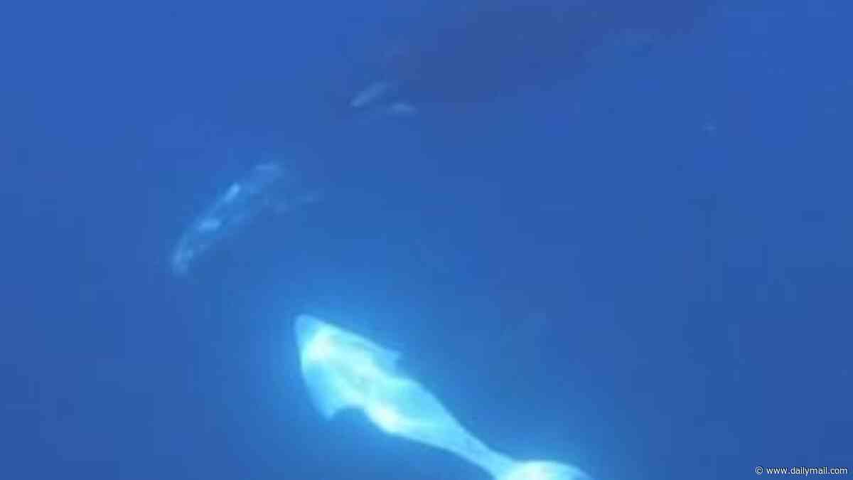 Living up to their 'killer' reputation: The moment orcas smash a two-tonne fish into bite-sized baby food