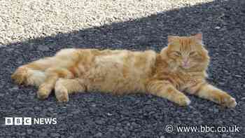 'Disbelief' after rescued cat 'shot with rifle'