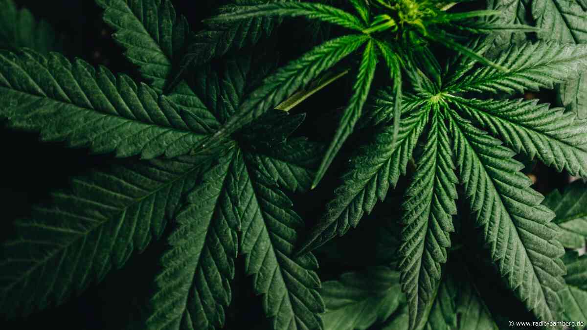 Polizei stellt in Bamberg mehrere Cannabispflanzen sicher