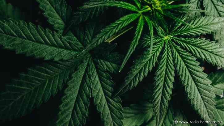 Polizei stellt in Bamberg mehrere Cannabispflanzen sicher