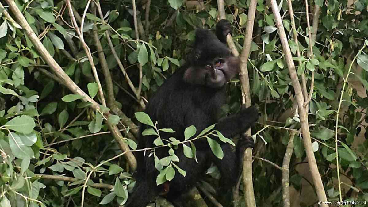 Ontsnapte aap uit Beekse Bergen na maand weer gevangen
