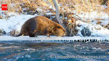 Climate change is driving beavers into Canada's Arctic, where they are reshaping the landscape